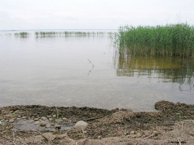 Maakond: Tartumaa Veekogu nimi: Võrtsjärv Pildistamise aeg: 13. juuli 2003 Pildistaja: H. Timm Pildistamise koht: teadmata Asimuut: