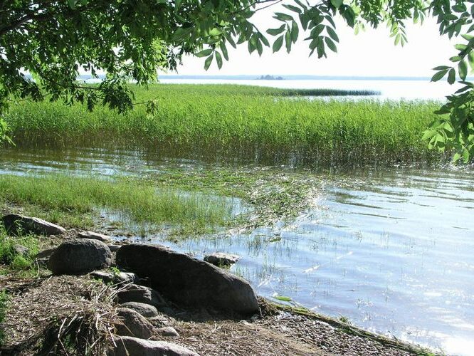 Maakond: Tartumaa Veekogu nimi: Võrtsjärv Pildistamise aeg: juuli 2005 Pildistaja: H. Timm Pildistamise koht: Rannaküla Asimuut: