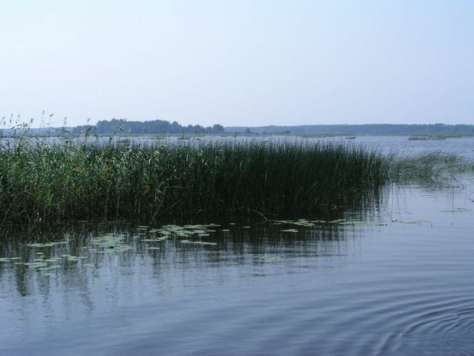 Maakond: Tartumaa Veekogu nimi: Võrtsjärv Pildistamise aeg: august 2005 Pildistaja: H. Timm Pildistamise koht: teadmata Asimuut: