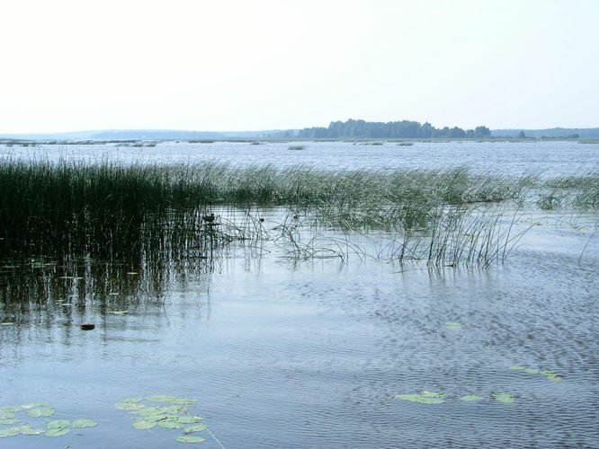 Maakond: Tartumaa Veekogu nimi: Võrtsjärv Pildistamise aeg: august 2005 Pildistaja: H. Timm Pildistamise koht: teadmata Asimuut: