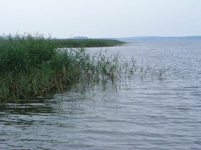 Maakond: Tartumaa Veekogu nimi: Võrtsjärv Pildistamise aeg: august 2005 Pildistaja: H. Timm Pildistamise koht: teadmata Asimuut: