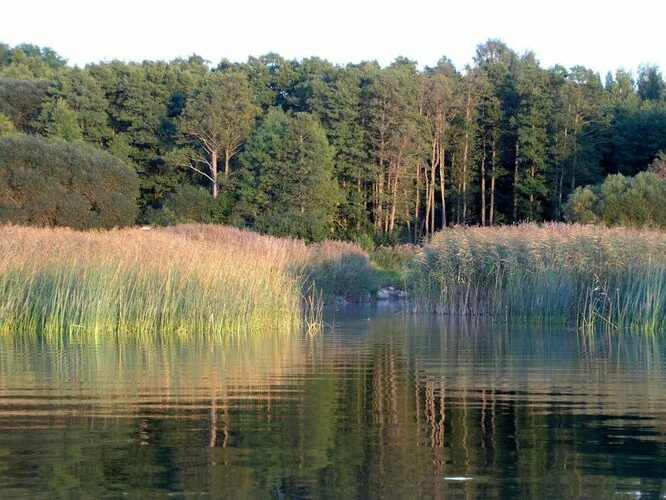 Maakond: Tartumaa Veekogu nimi: Võrtsjärv Pildistamise aeg: august 2006 Pildistaja: H. Timm Pildistamise koht: Petseri kanal Asimuut: