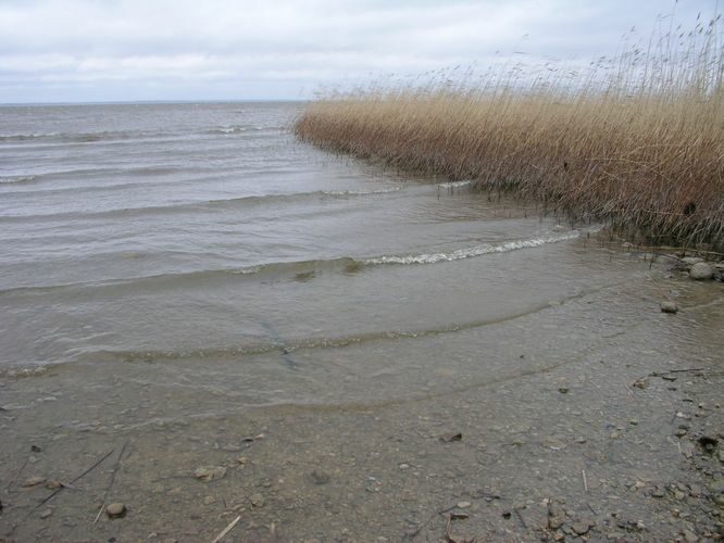 Maakond: Tartumaa Veekogu nimi: Võrtsjärv Pildistamise aeg: november 2005 Pildistaja: H. Timm Pildistamise koht: Rannaküla Asimuut: