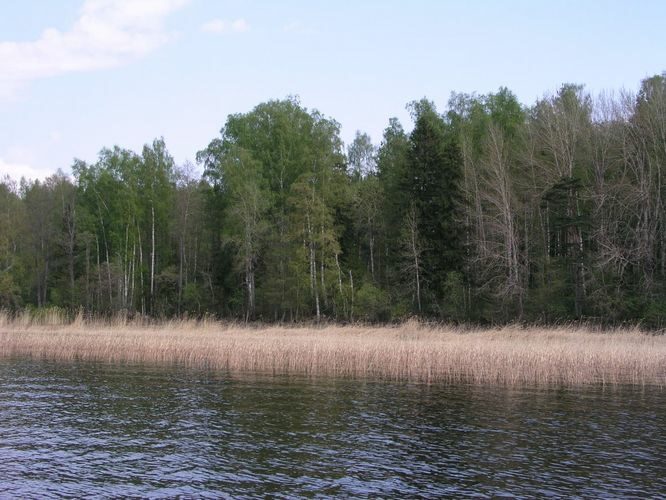 Maakond: Tartumaa Veekogu nimi: Võrtsjärv Pildistamise aeg: mai 2006 Pildistaja: H. Timm Pildistamise koht: mets Limnoloogia ja Sapi vahel Asimuut: