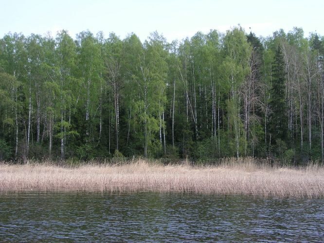 Maakond: Tartumaa Veekogu nimi: Võrtsjärv Pildistamise aeg: mai 2006 Pildistaja: H. Timm Pildistamise koht: mets Limnoloogia ja Sapi vahel Asimuut: