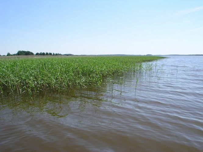 Maakond: Tartumaa Veekogu nimi: Võrtsjärv Pildistamise aeg: juuni 2006 Pildistaja: H. Timm Pildistamise koht: Arali Asimuut: