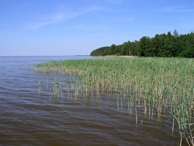 Maakond: Tartumaa Veekogu nimi: Võrtsjärv Pildistamise aeg: juuni 2006 Pildistaja: H. Timm Pildistamise koht: Limnoloogia Asimuut: