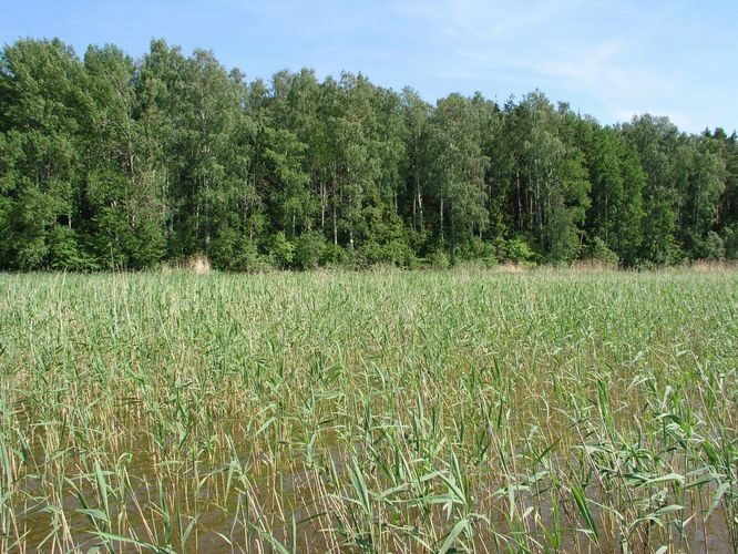 Maakond: Tartumaa Veekogu nimi: Võrtsjärv Pildistamise aeg: juuni 2006 Pildistaja: H. Timm Pildistamise koht: Limnoloogia Asimuut: