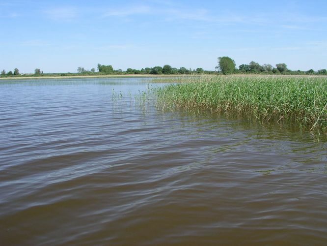 Maakond: Tartumaa Veekogu nimi: Võrtsjärv Pildistamise aeg: juuni 2006 Pildistaja: H. Timm Pildistamise koht: Arali Asimuut: