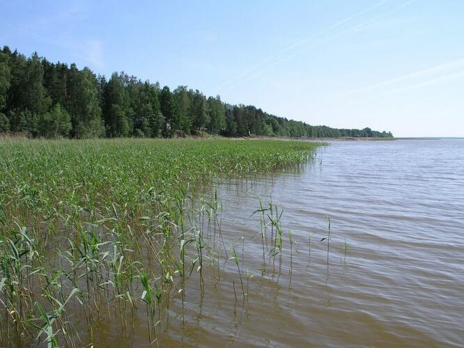 Maakond: Tartumaa Veekogu nimi: Võrtsjärv Pildistamise aeg: juuni 2006 Pildistaja: H. Timm Pildistamise koht: Limnoloogia Asimuut: