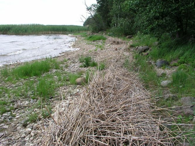 Maakond: Tartumaa Veekogu nimi: Võrtsjärv Pildistamise aeg: juuli 2007 Pildistaja: H. Timm Pildistamise koht: Limnoloogia Asimuut: