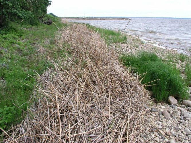 Maakond: Tartumaa Veekogu nimi: Võrtsjärv Pildistamise aeg: juuli 2007 Pildistaja: H. Timm Pildistamise koht: Limnoloogia Asimuut: