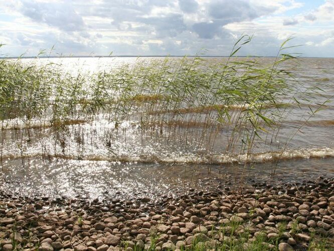 Maakond: Tartumaa Veekogu nimi: Võrtsjärv Pildistamise aeg: 15. juuli 2007 Pildistaja: H. Timm Pildistamise koht: Limnoloogia Asimuut: