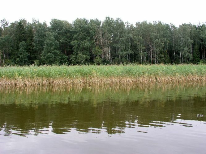 Maakond: Tartumaa Veekogu nimi: Võrtsjärv Pildistamise aeg: 6. september 2008 Pildistaja: H. Timm Pildistamise koht: Limnoloogia Asimuut: