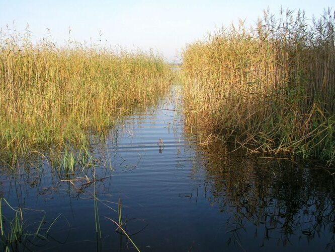 Maakond: Tartumaa Veekogu nimi: Võrtsjärv Pildistamise aeg: 23. september 2008 Pildistaja: H. Timm Pildistamise koht: Arali Asimuut: