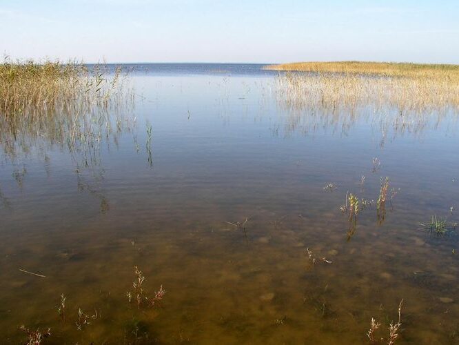 Maakond: Tartumaa Veekogu nimi: Võrtsjärv Pildistamise aeg: 23. september 2008 Pildistaja: H. Timm Pildistamise koht: Karikolk, S kallas Asimuut: