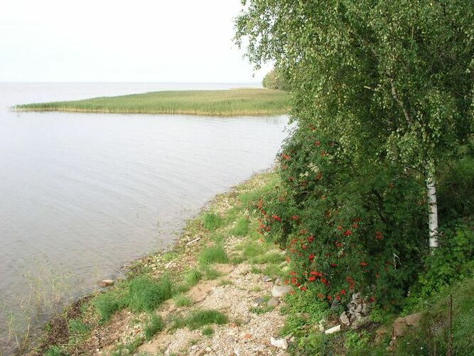 Maakond: Tartumaa Veekogu nimi: Võrtsjärv Pildistamise aeg: september 2008 Pildistaja: H. Timm Pildistamise koht: Limnoloogia Asimuut: