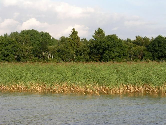 Maakond: Tartumaa Veekogu nimi: Võrtsjärv Pildistamise aeg: 11. juuni 2009 Pildistaja: H. Timm Pildistamise koht: Petseri ja Tasa vahel Asimuut: