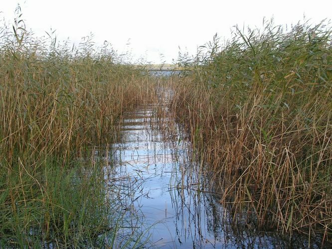 Maakond: Tartumaa Veekogu nimi: Võrtsjärv Pildistamise aeg: 5. oktoober 2009 Pildistaja: H. Timm Pildistamise koht: Arali Asimuut: