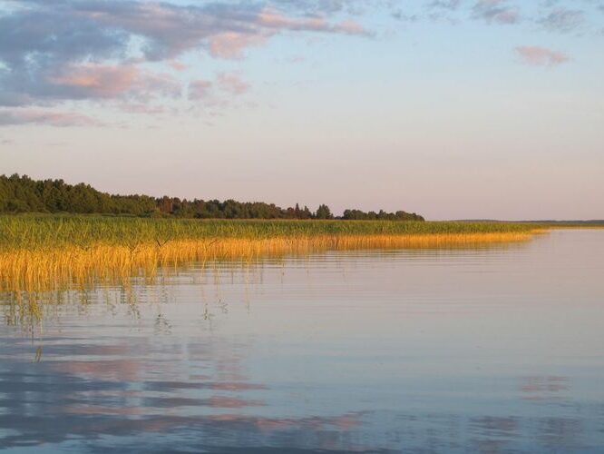 Maakond: Tartumaa Veekogu nimi: Võrtsjärv Pildistamise aeg: 19. juuni 2013 Pildistaja: H. Timm Pildistamise koht: Limnoloogia Asimuut: