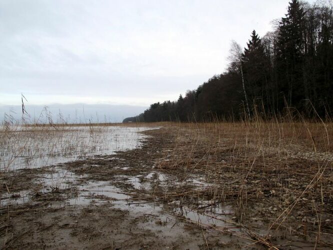 Maakond: Tartumaa Veekogu nimi: Võrtsjärv Pildistamise aeg: november 2013 Pildistaja: H. Timm Pildistamise koht: Petseri Asimuut: