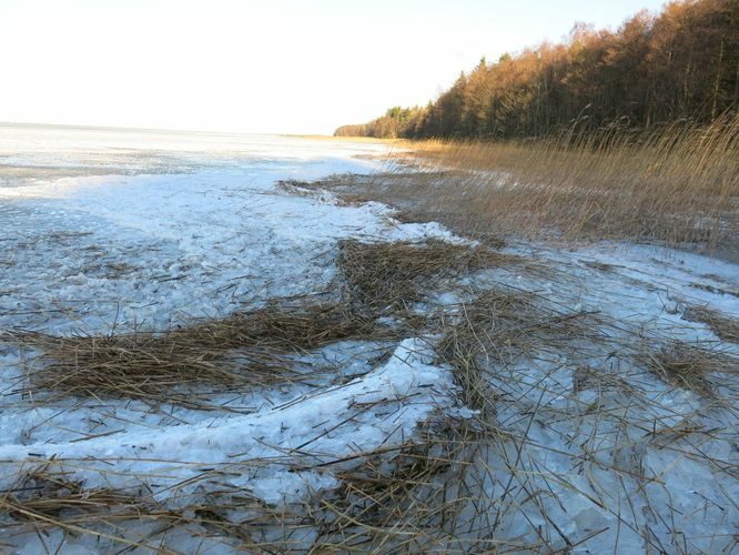 Maakond: Tartumaa Veekogu nimi: Võrtsjärv Pildistamise aeg: 2. detsember 2013 Pildistaja: H. Timm Pildistamise koht: Petseri Asimuut: