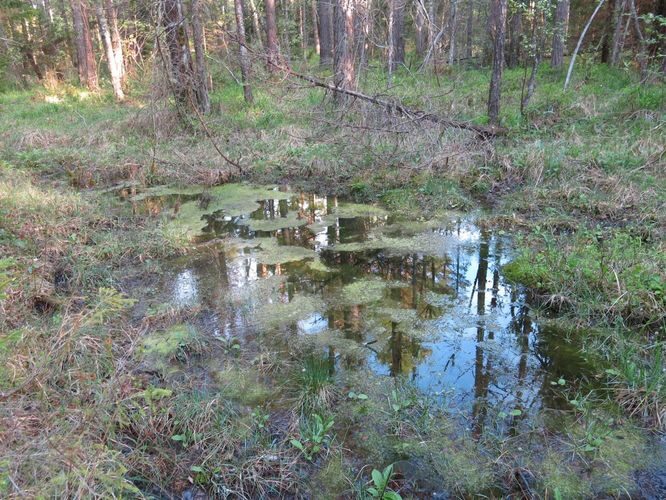 Maakond: Tartumaa Veekogu nimi: Võrtsjärv Pildistamise aeg: 24. august 2014 Pildistaja: H. Timm Pildistamise koht: Renni nukk Asimuut: