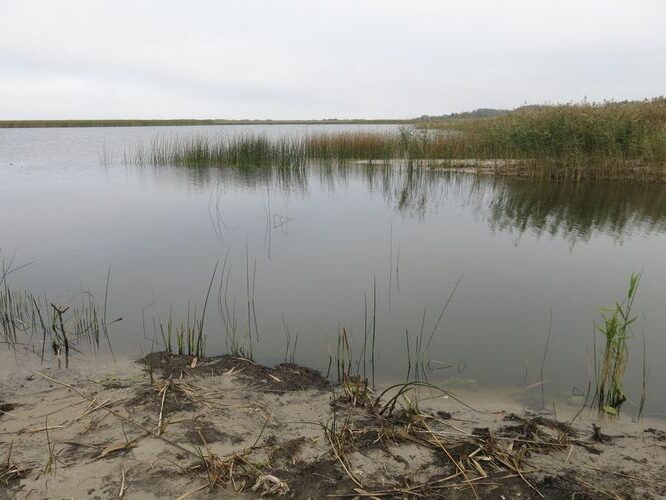 Maakond: Tartumaa Veekogu nimi: Võrtsjärv Pildistamise aeg: 26. september 2014 Pildistaja: H. Timm Pildistamise koht: Arali Asimuut: