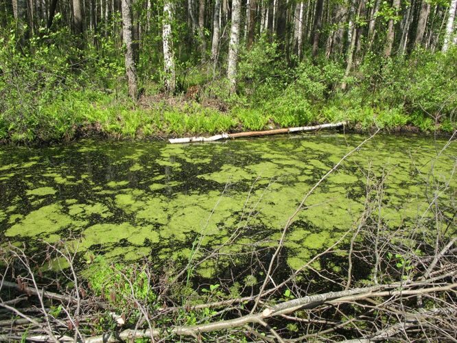 Maakond: Tartumaa Veekogu nimi: kraav Koosa järve lääneotsas Pildistamise aeg: 28. mai 2012 Pildistaja: H. Timm Pildistamise koht: teadmata Asimuut: