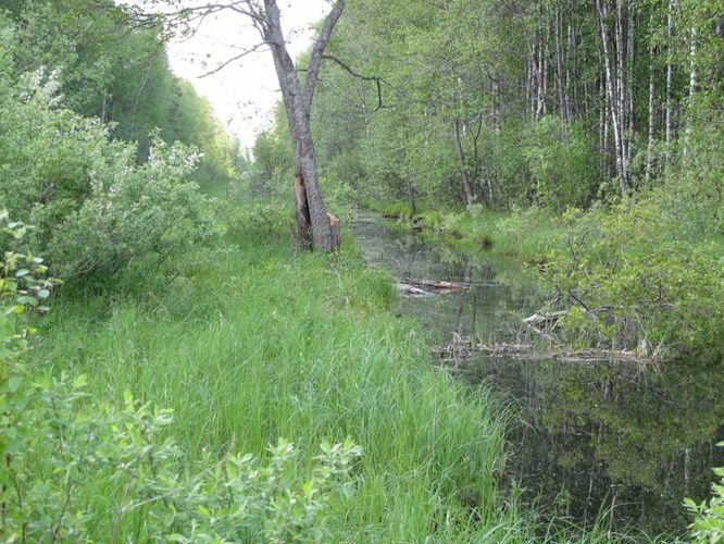 Maakond: Tartumaa Veekogu nimi: kraav Koosa järve lääneotsas Pildistamise aeg: 28. mai 2012 Pildistaja: H. Timm Pildistamise koht: teadmata Asimuut: