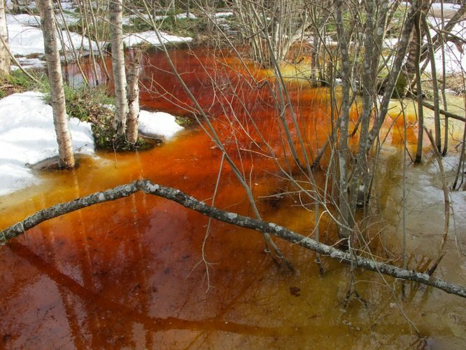 Maakond: Tartumaa Veekogu nimi: lomp Kubja - Sauli tee ääres Pildistamise aeg: 10. aprill 2011 Pildistaja: H. Timm Pildistamise koht: teadmata Asimuut: