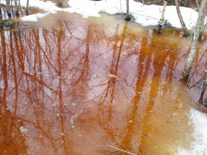 Maakond: Tartumaa Veekogu nimi: lomp Kubja - Sauli tee ääres Pildistamise aeg: 10. aprill 2011 Pildistaja: H. Timm Pildistamise koht: teadmata Asimuut: