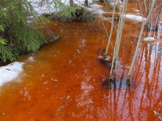 Maakond: Tartumaa Veekogu nimi: lomp Kubja - Sauli tee ääres Pildistamise aeg: 10. aprill 2011 Pildistaja: H. Timm Pildistamise koht: teadmata Asimuut: