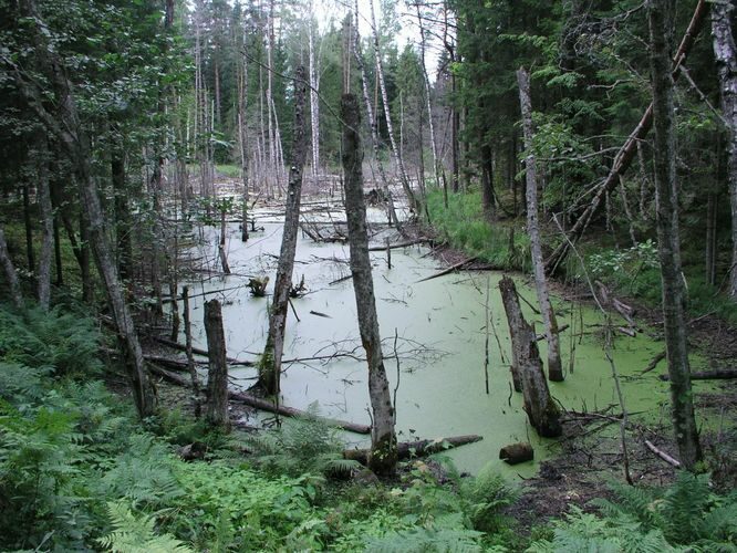 Maakond: Valgamaa Veekogu nimi: märe Õdre ja Rebasemõisa vahel Pildistamise aeg: 4. august 2006 Pildistaja: H. Timm Pildistamise koht: teadmata Asimuut: