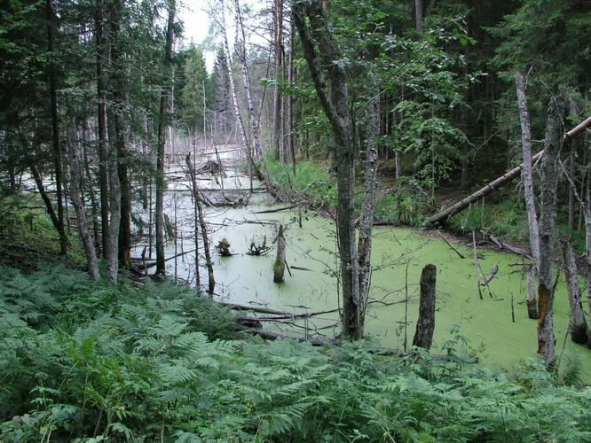 Maakond: Valgamaa Veekogu nimi: märe Õdre ja Rebasemõisa vahel Pildistamise aeg: 4. august 2006 Pildistaja: H. Timm Pildistamise koht: teadmata Asimuut: