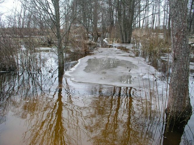 Maakond: Tartumaa Veekogu nimi: nimetu Võrtsjärve suubuv oja Pildistamise aeg: 1. aprill 2006 Pildistaja: H. Timm Pildistamise koht: teadmata Asimuut: