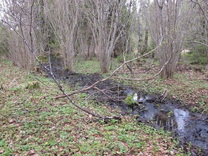 Maakond: Tartumaa Veekogu nimi: nimetu oja Pildistamise aeg: 9. mai 2010 Pildistaja: H. Timm Pildistamise koht: Tondikivi lähedal Asimuut: