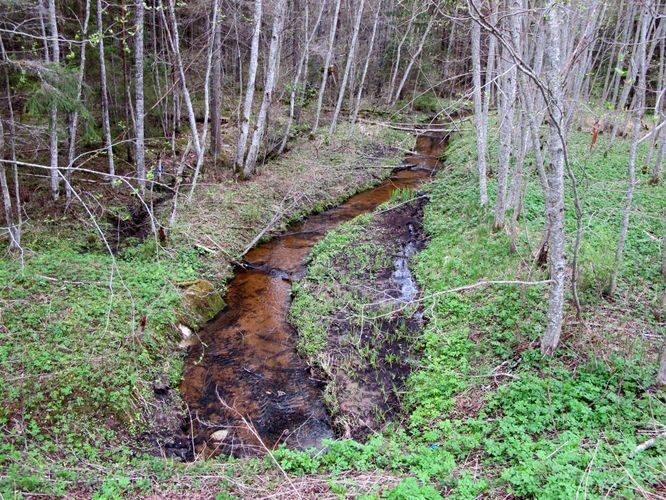 Maakond: Tartumaa Veekogu nimi: nimetu oja Pildistamise aeg: 9. mai 2010 Pildistaja: H. Timm Pildistamise koht: Rõngu-Valguta teelt Asimuut: