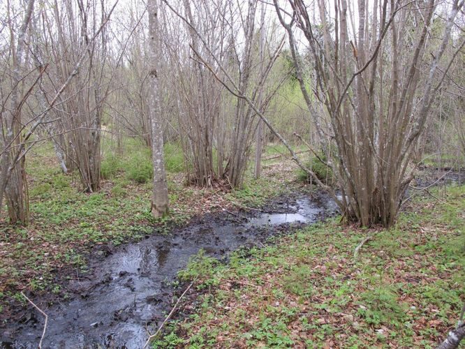 Maakond: Tartumaa Veekogu nimi: nimetu oja Pildistamise aeg: 9. mai 2010 Pildistaja: H. Timm Pildistamise koht: Tondikivi lähedal Asimuut: