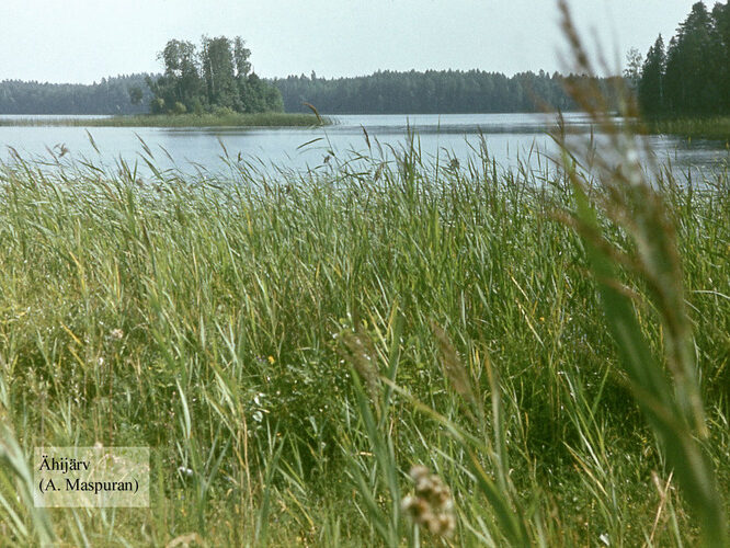 Maakond: Valgamaa Veekogu nimi: Ähijärv Pildistamise aeg: teadmata Pildistaja: A. Maspuran Pildistamise koht: teadmata Asimuut: