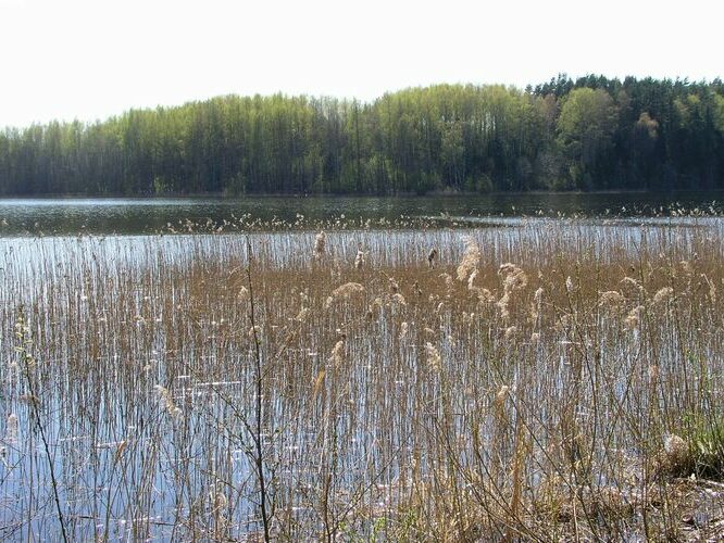 Maakond: Võrumaa Veekogu nimi: Ähijärv Pildistamise aeg: 2. mai 2009 Pildistaja: H. Timm Pildistamise koht: rahvuspargi keskusest S Asimuut: