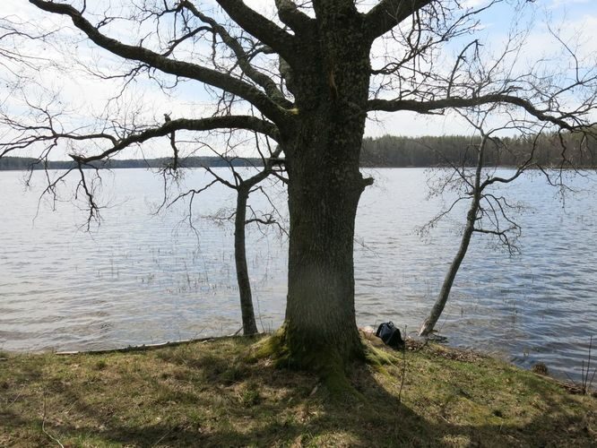 Maakond: Valgamaa Veekogu nimi: Ähijärv Pildistamise aeg: 7. mai 2013 Pildistaja: H. Timm Pildistamise koht: teadmata Asimuut: