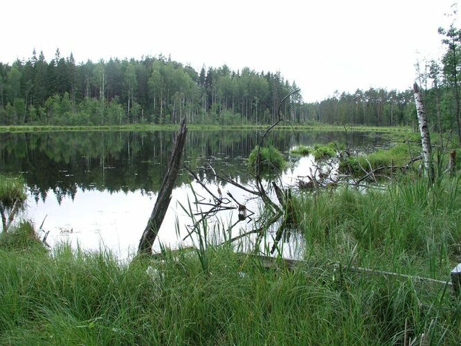 Maakond: Võrumaa Veekogu nimi: Ähijärve Perajärv Pildistamise aeg: 4. august 2006 Pildistaja: H. Timm Pildistamise koht: teadmata Asimuut: