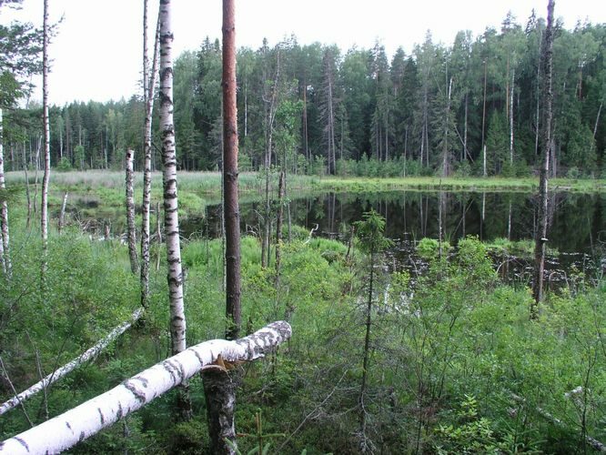 Maakond: Võrumaa Veekogu nimi: Ähijärve Perajärv Pildistamise aeg: 4. august 2006 Pildistaja: H. Timm Pildistamise koht: teadmata Asimuut: