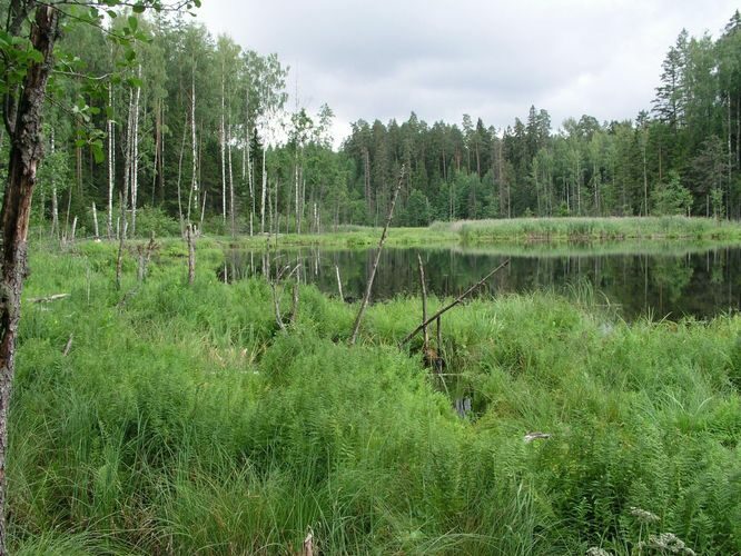 Maakond: Võrumaa Veekogu nimi: Ähijärve Perajärv Pildistamise aeg: 4. august 2006 Pildistaja: H. Timm Pildistamise koht: teadmata Asimuut: