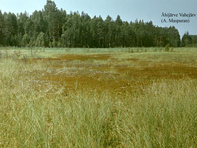 Maakond: Valgamaa Veekogu nimi: Ähijärve Vahejärv Pildistamise aeg: teadmata Pildistaja: A. Maspuran Pildistamise koht: teadmata Asimuut: