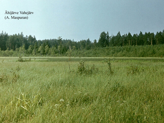 Maakond: Valgamaa Veekogu nimi: Ähijärve Vahejärv Pildistamise aeg: teadmata Pildistaja: A. Maspuran Pildistamise koht: teadmata Asimuut: