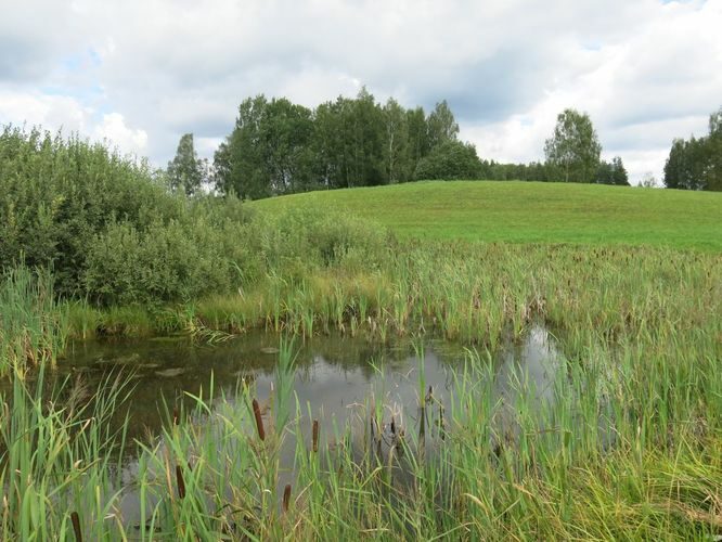 Maakond: Võrumaa Veekogu nimi: Ähijärve tee väike tiik Pildistamise aeg: 15. august 2014 Pildistaja: H. Timm Pildistamise koht: teadmata Asimuut: