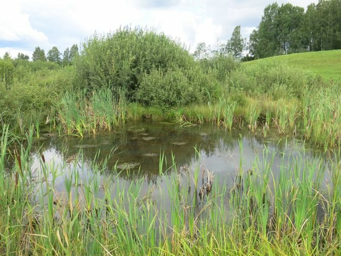 Maakond: Võrumaa Veekogu nimi: Ähijärve tee väike tiik Pildistamise aeg: 15. august 2014 Pildistaja: H. Timm Pildistamise koht: teadmata Asimuut: