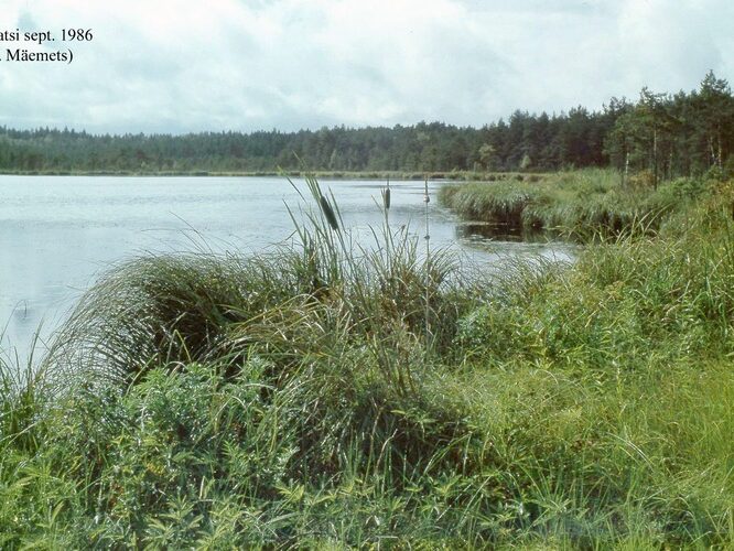 Maakond: Viljandimaa Veekogu nimi: Alatsi järv Pildistamise aeg: september 1986 Pildistaja: A. Mäemets Pildistamise koht: teadmata Asimuut: